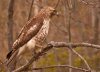 red-tail-hawk.jpg