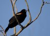 red-winged-blackbird.jpg