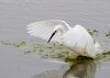 snowy-egret.jpg