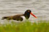 oyster-catcher.jpg