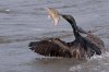 cormorant-with-fish.jpg