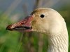 snow-goose.jpg