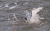 tern-going-for-fish.jpg