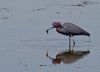 little-blue-heron.jpg