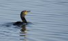 cormorant.jpg