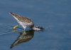 greater-yellow-legs.jpg