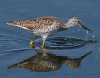 greateryellow-legs2.jpg