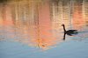 goose-on-golden-water.jpg