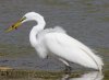 great-egret.jpg