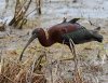 glossy-ibis.jpg