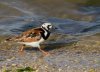 black-bellied-plover.jpg