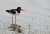 oyster-catcher.jpg