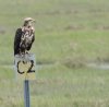 immature-bald-eagle.jpg