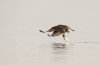 osprey-fish-grab2.jpg