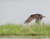 osprey-fish-grab-3.jpg