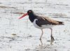 oyster-catcher.jpg