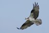 osprey-with-stick-2.jpg