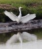 great-egret.jpg