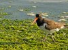 oyster-catcher.jpg