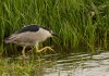 black-crowned-night-heron.jpg