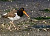 oyster-catcher.jpg