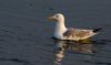 gull-in-early-light.jpg