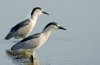 black-crowned-night-herons.jpg