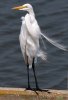 great-egret.jpg