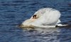 mute-swan.jpg