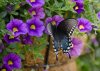 Butterfly #4  RS.jpg