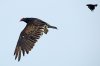 turkey-vulture-pursued-by-black-bird.jpg