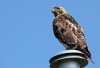 red-tail-hawk.jpg