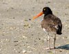 oyster-catcher.jpg