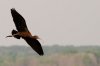 glossy-ibis.jpg