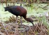 glossy-ibis.jpg