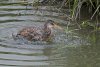 clapper-rail.jpg