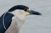 black-crowned-night-heron.jpg