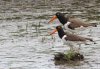 oyster-catchers.jpg