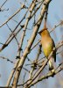 cedar-waxwing.jpg