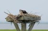 osprey-and-chick.jpg