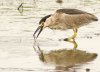 black-crowned-night-heron.jpg