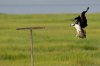 osprey-landing.jpg