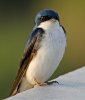 tree swallow.jpg