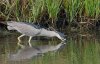 black-crowned-night-heron.jpg