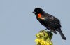 red-wing-black-bird.jpg