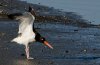 oyster-catcher.jpg