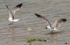 gull-territorial-argument.jpg