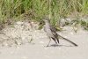 Northern Mockingbird.jpg