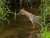 green-heron-preening.jpg