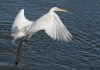 great-egret-landing.jpg